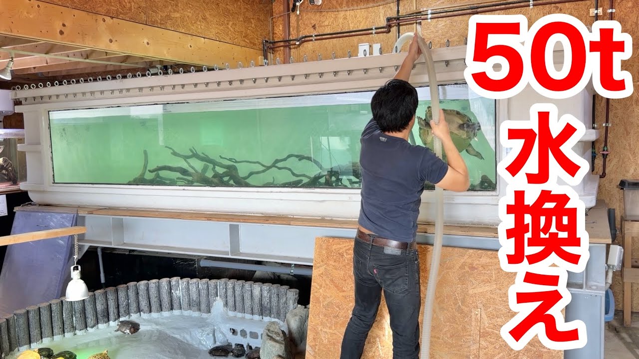 総水量５０トンの水槽を水換えする爬虫類館のルーティンを紹介します