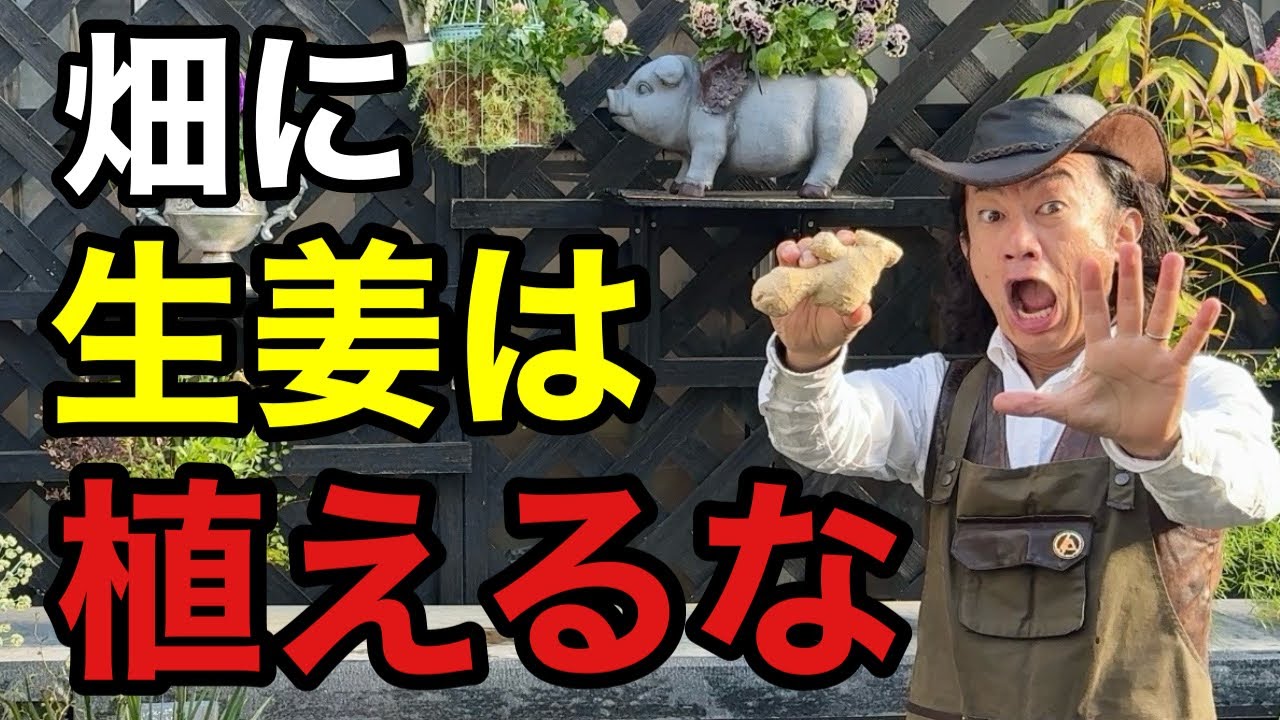【忠告】初心者が生姜を畑に直接植えるとかなりの確率で失敗します。　　　【園芸】【育て方】【初心者】