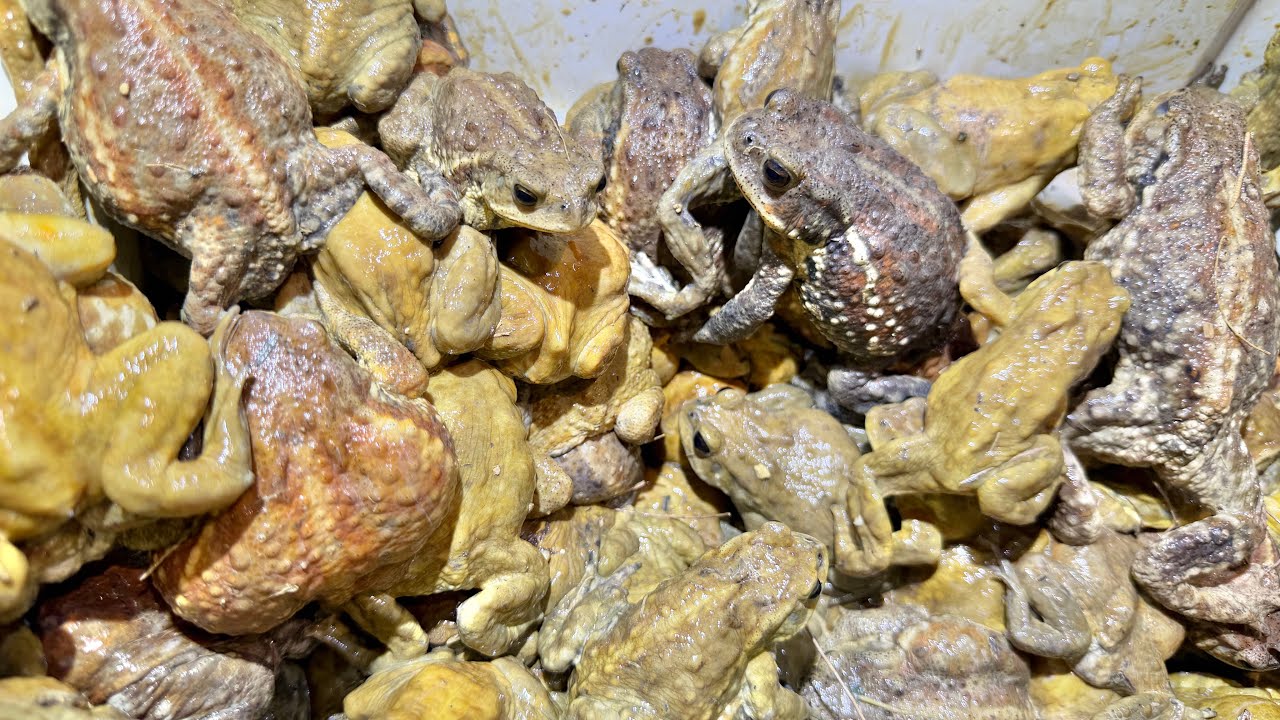 南の島で大繁殖中の外来ヒキガエルを本気で乱獲するとこうなる