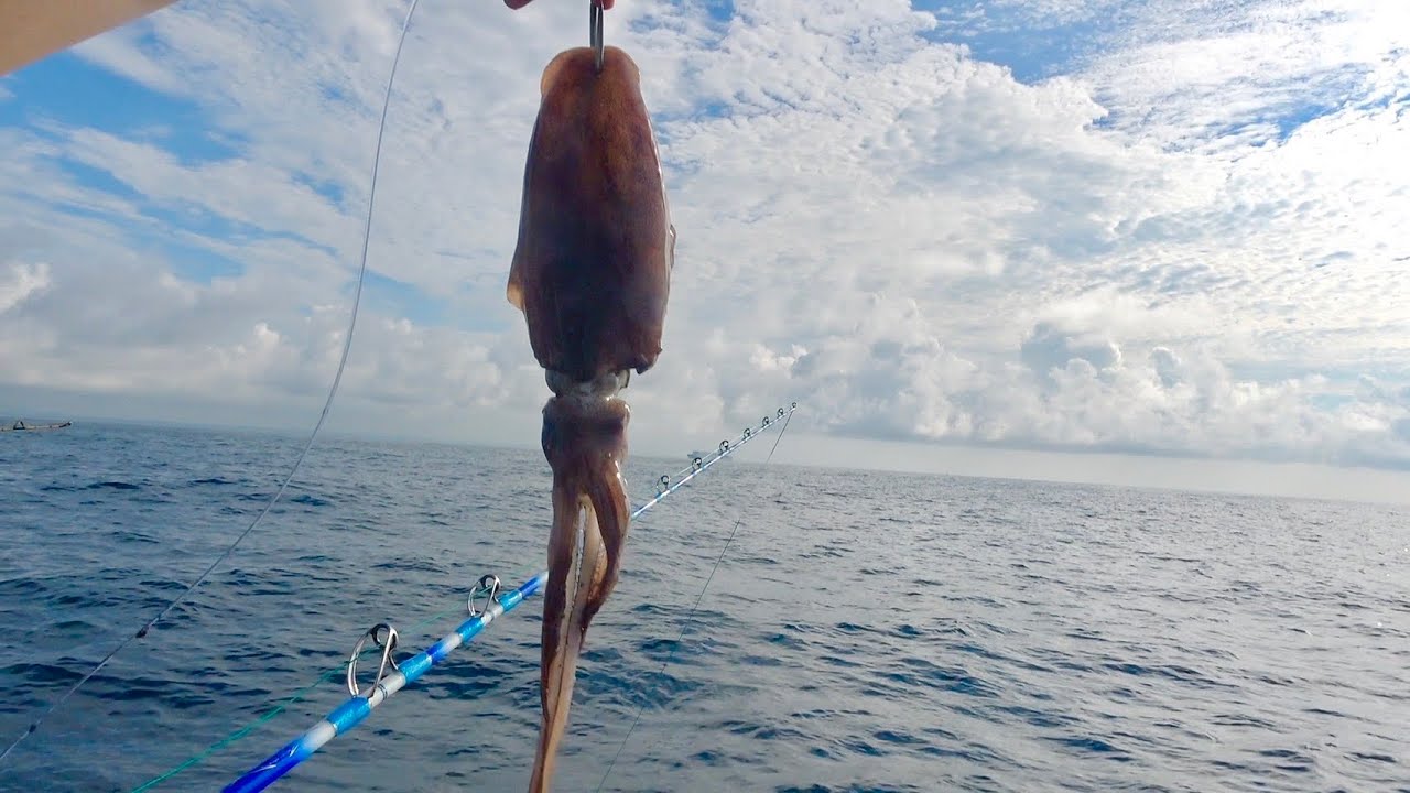 冷凍のアオリイカを巨大針につけて釣りをしたらとんでもない魚が釣れました！！