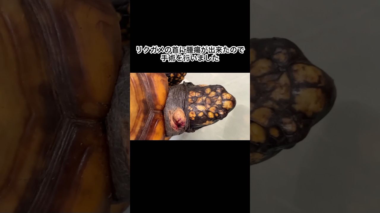 リクガメの首に大きな腫瘍が出来たので手術を行いました　#shorts