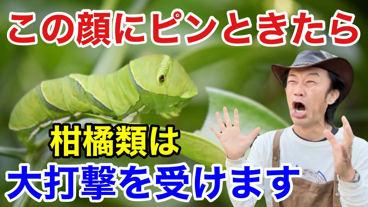 【退治できない。。。】アゲハの幼虫の賢い防ぎ方教えます　　　【カーメン君】【園芸】【ガーデニング】【初心者】
