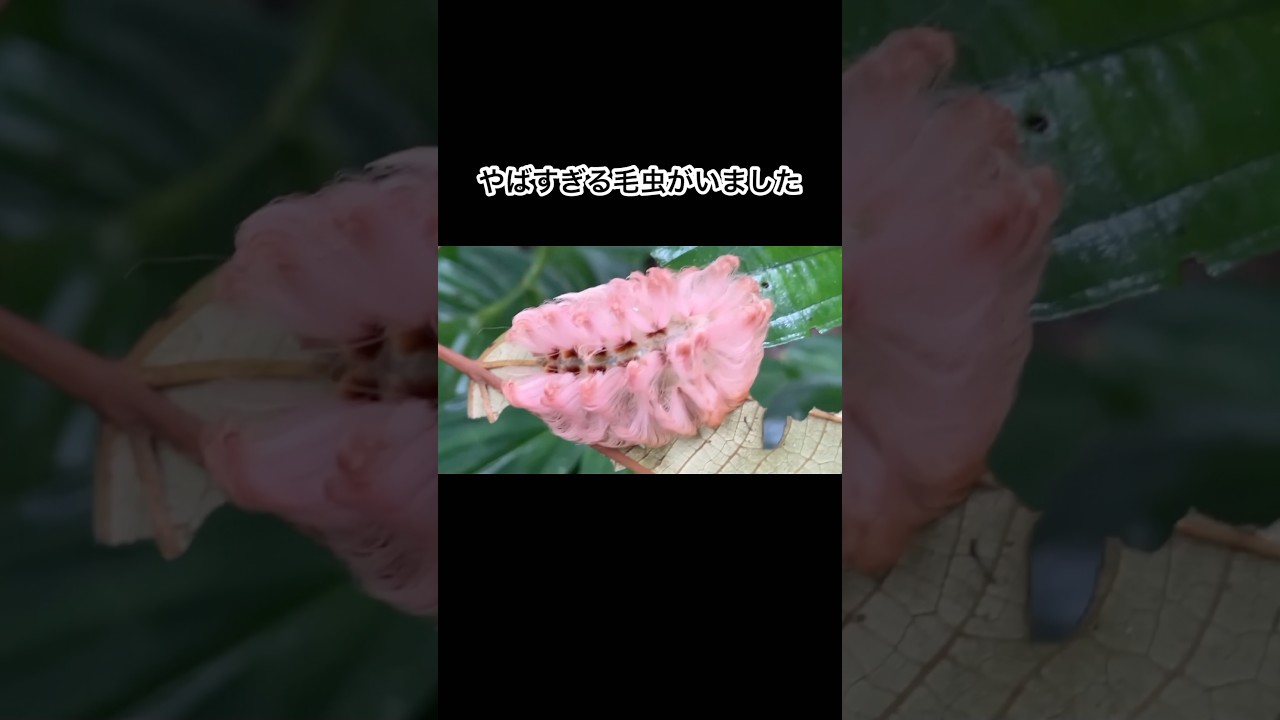 この毛虫やばすぎる…！　#shorts