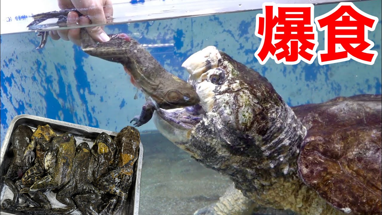 巨大ワニガメが大量のウシガエルを次々と飲み込んでいく