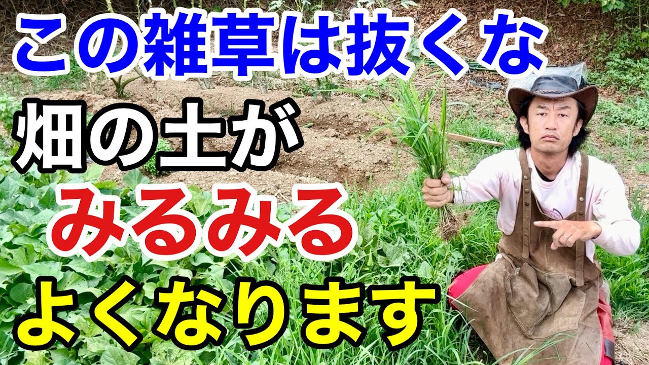 【目からウロコ】どんどん伸びるこの雑草の活用法教えます【カーメン君】【園芸】【家庭菜園】【土づくり】