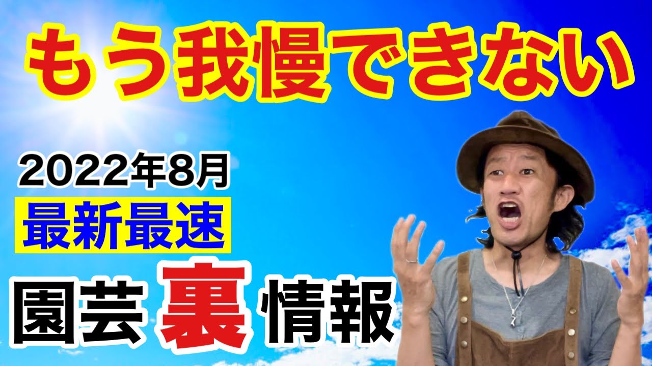 【植欲注意】元店長が最新２０２２年８月の園芸裏情報バラします　　　【カーメン君】【ガーデニング】【初心者】