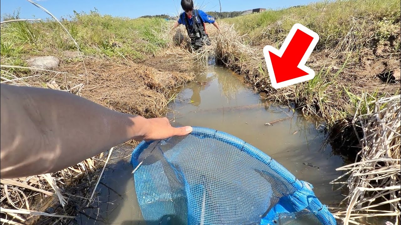 外来魚の潜む水路を巨大網で塞いで挟み撃ちした結果・・・！