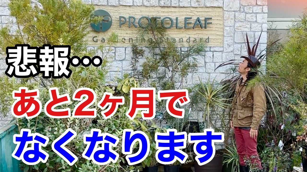 【16年間ありがとう】僕はプロトリーフガーデンアイランド玉川店を忘れない　　　【カーメン君】【園芸】【ガーデニング】【初心者】