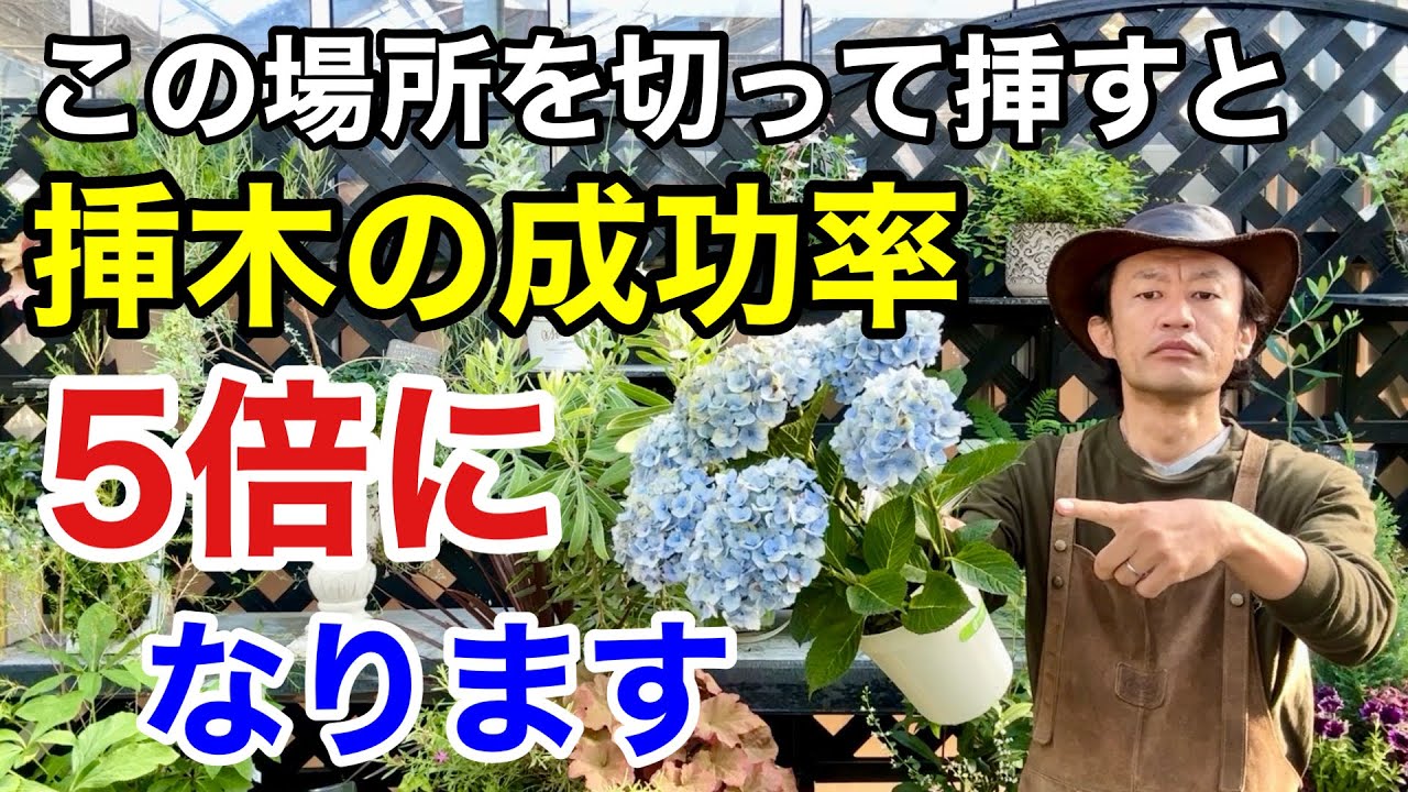 【目からウロコ】挿木の成功率が5倍変わる方法教えます　　　　　　　【カーメン君】【園芸】【ガーデニング】【初心者】