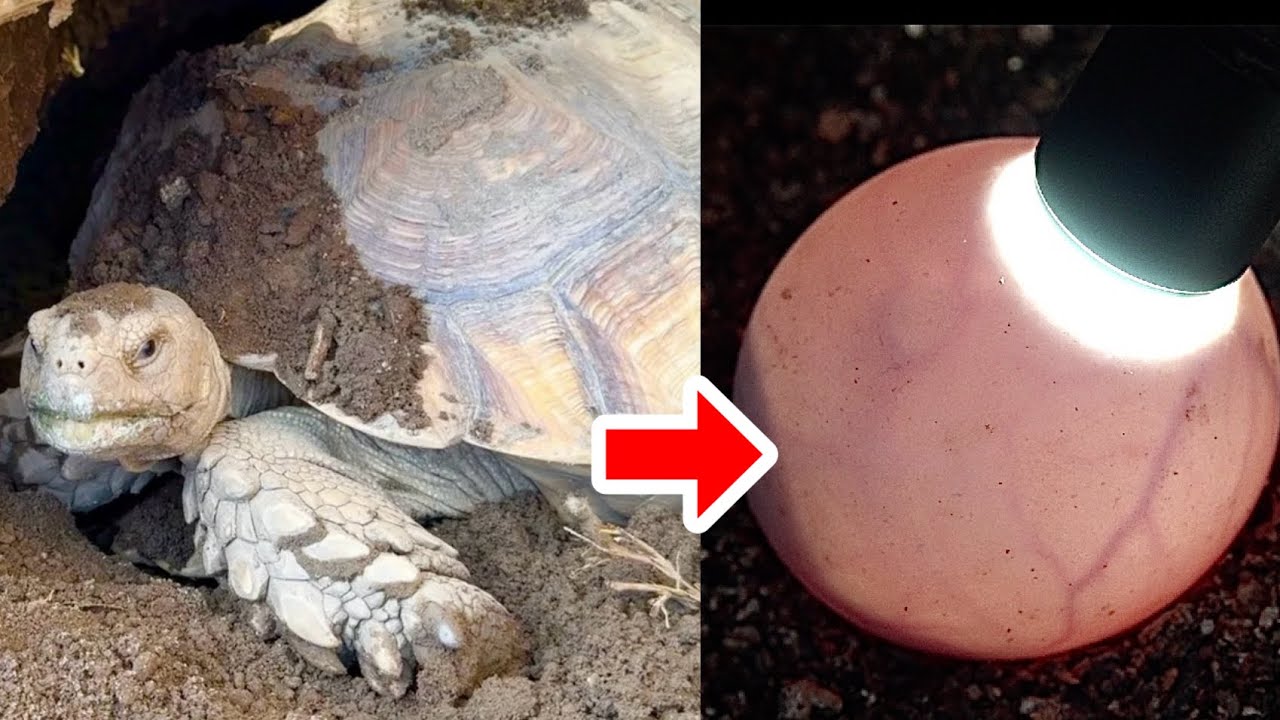 リクガメが産んだ卵に変化が現れました