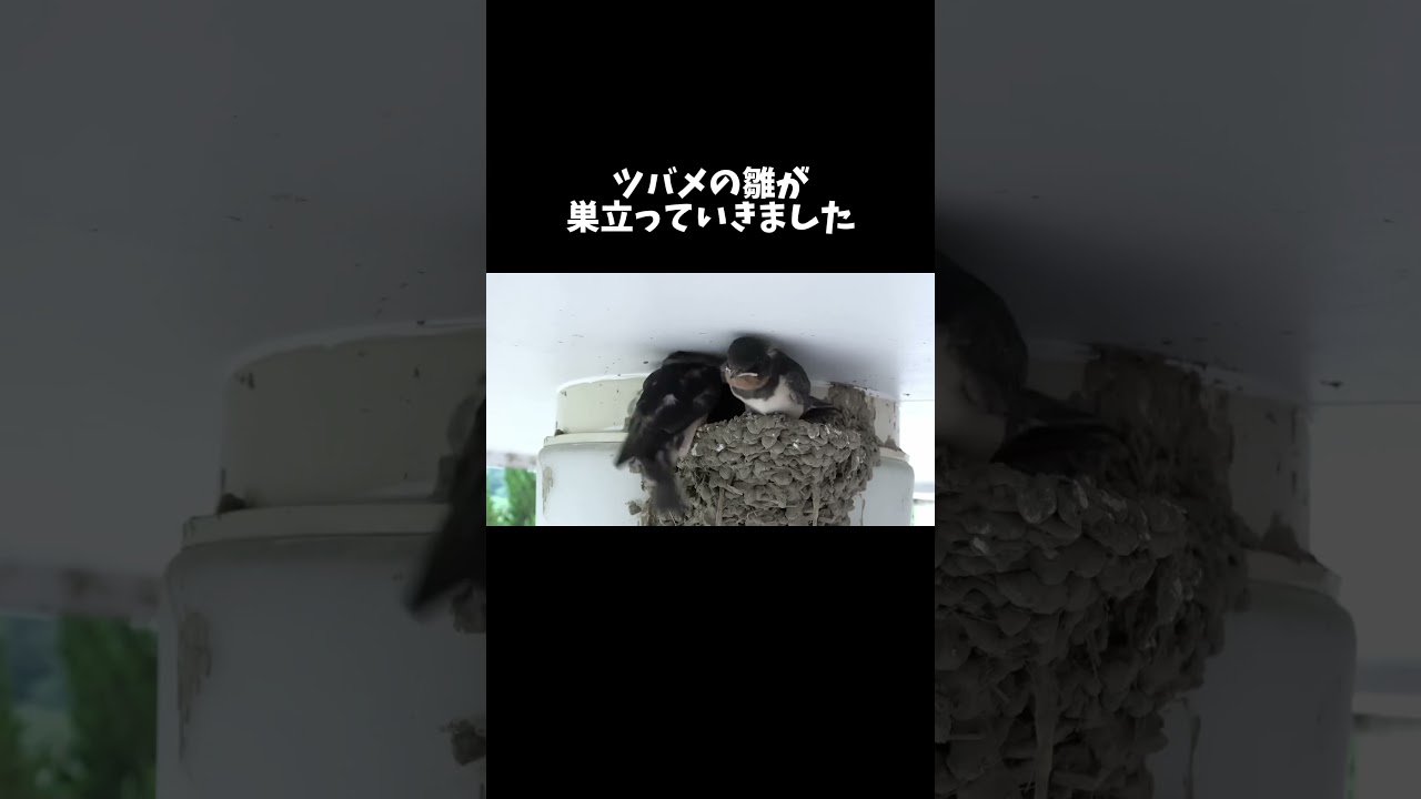 ツバメの雛が巣立っていきました　#shorts