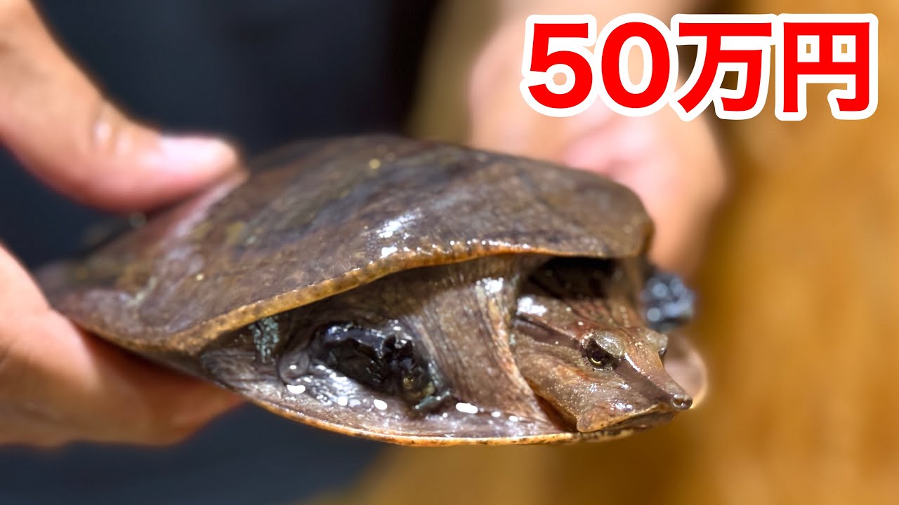 １匹５０万円の超激レアスッポンをお迎えしました